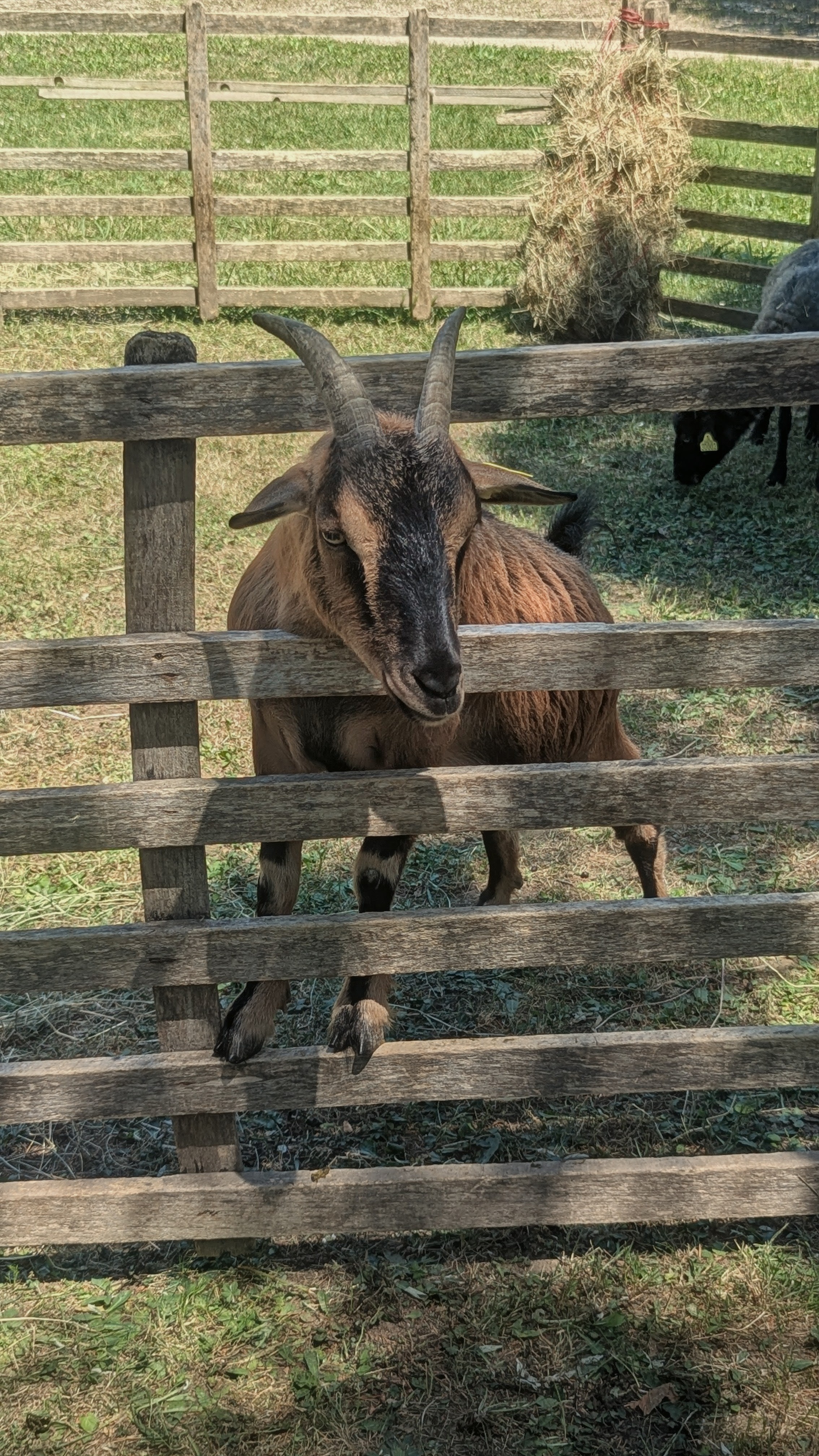 mini-ferme-agrave;-la-reacute;sidence