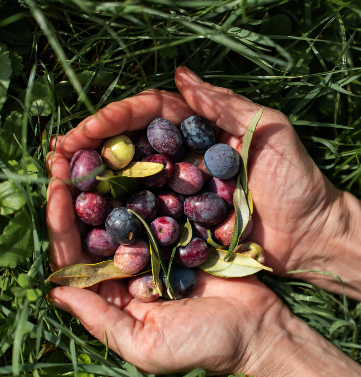 tous-agrave;-la-cueillette-des-olives-!